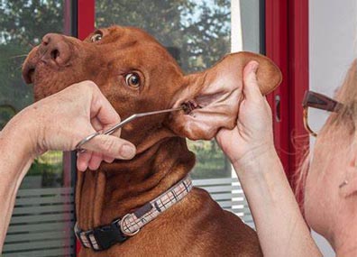 Veterinärmedizinescht Instrument produzenten